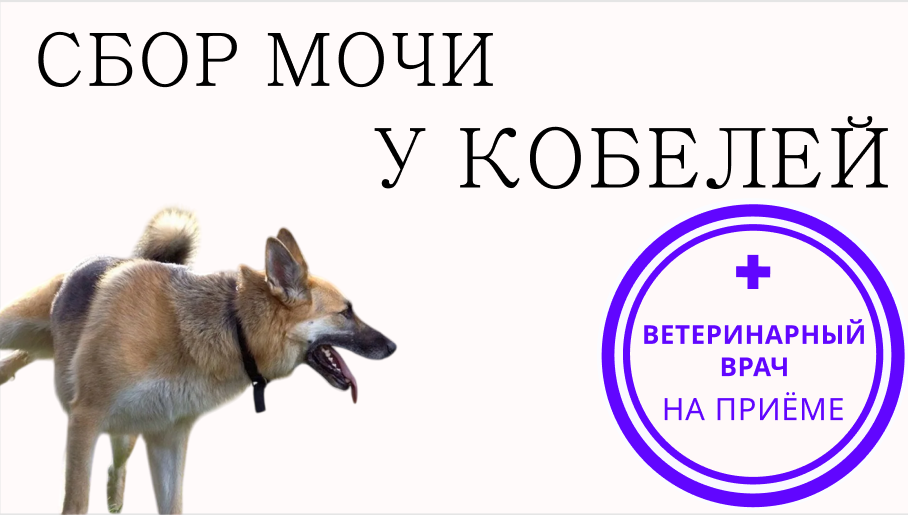Лайфхаки: как собрать мочу на анализ у кобеля