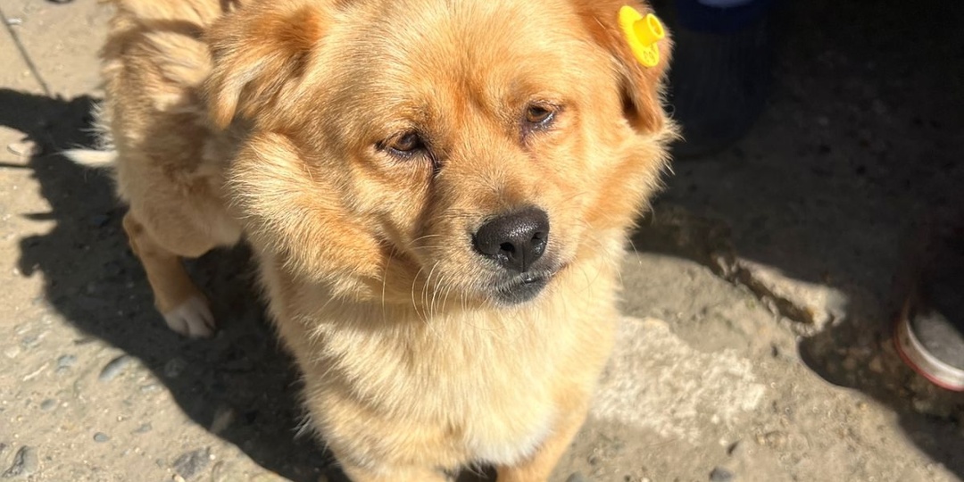 🔥 К нам едет губернатор! Ставропольских малявок посадили в волшебный автобус