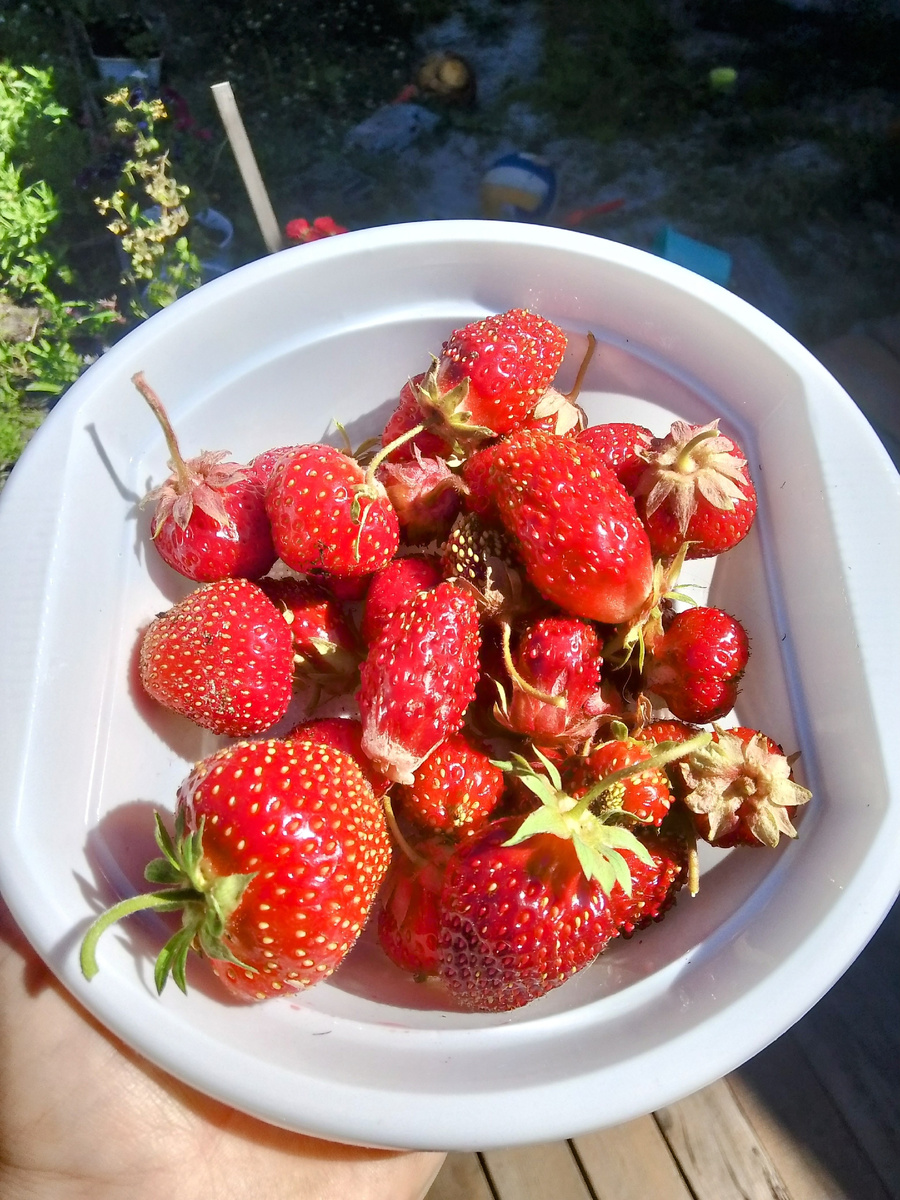 Утренняя радость