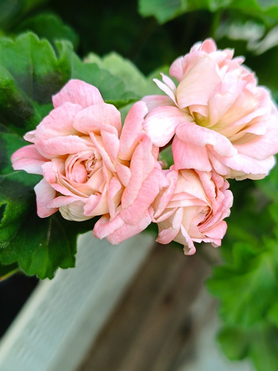 ЮВ Амаретти. Первое цветение