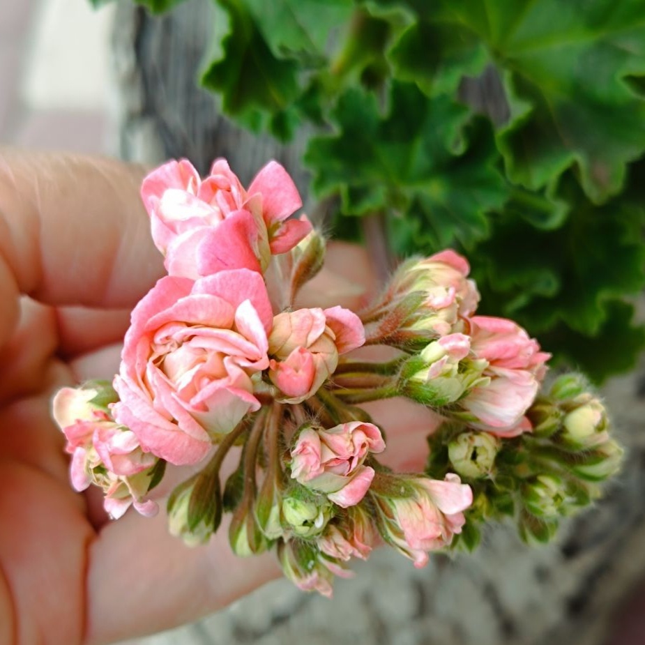 ЮВ  Амаретти. Второе цветение