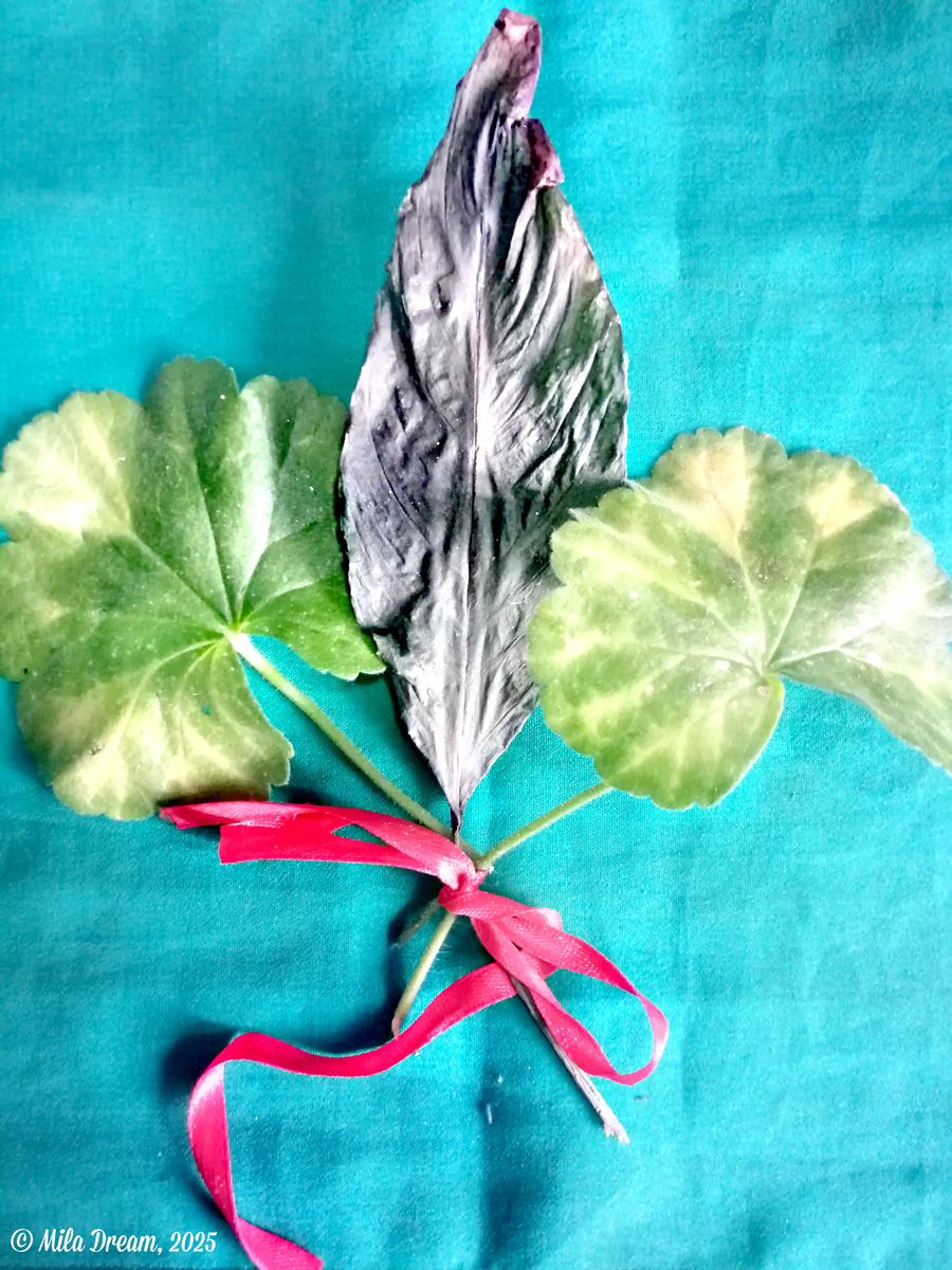 Листики, принесенные голубями / The leaves brought by the pigeons