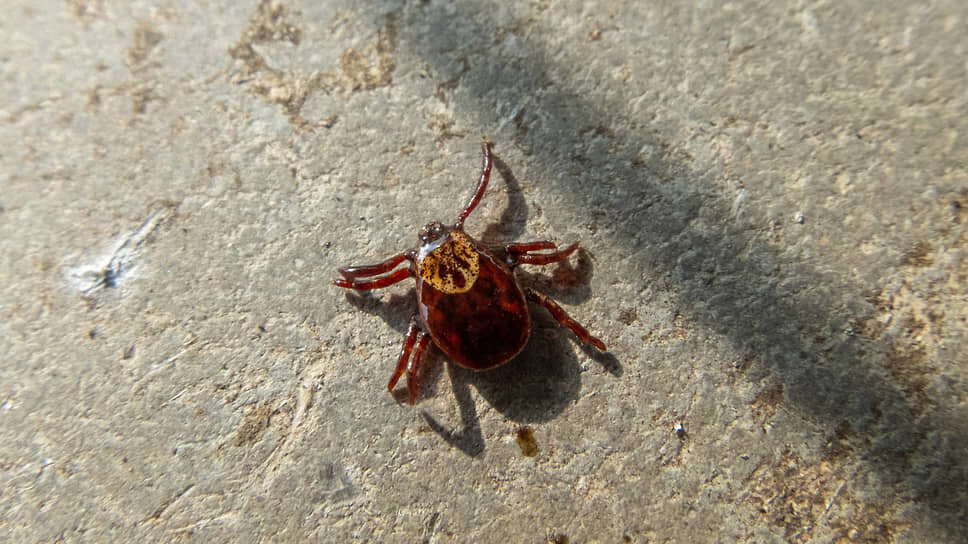 Фото: Олег Харсеев / Коммерсантъ