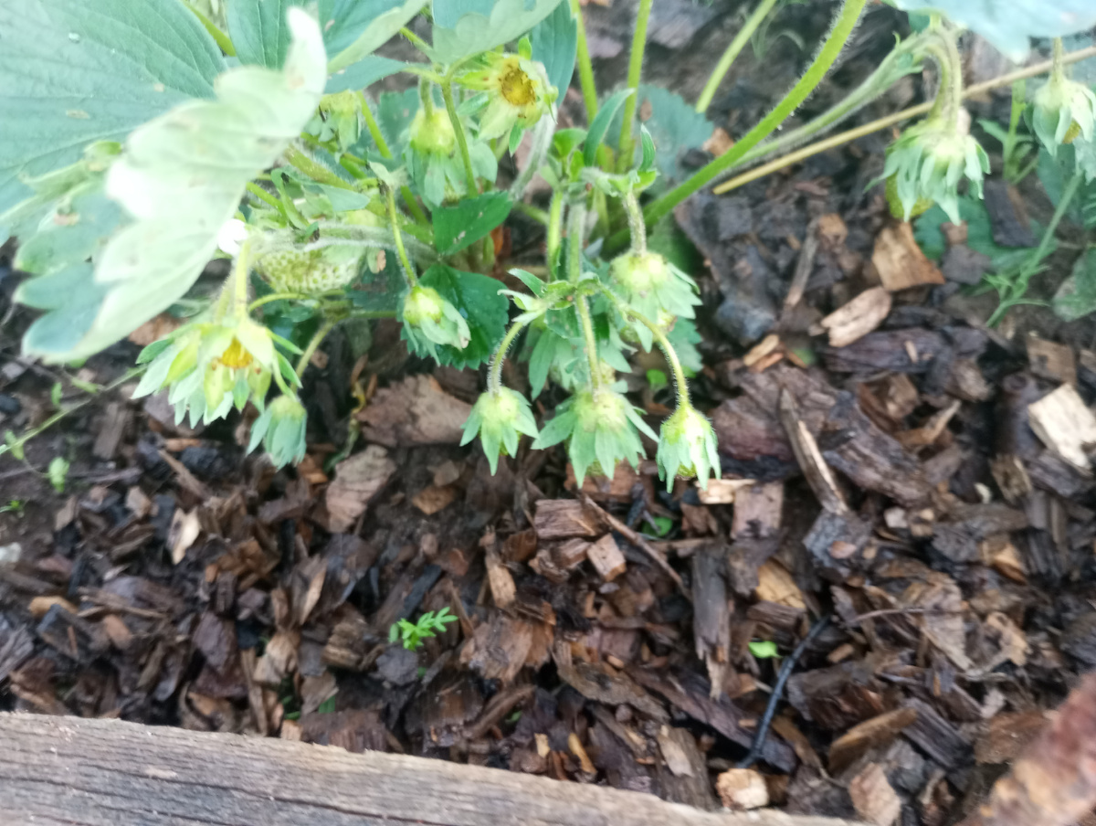 фото автора: мульчирование обычной щепой