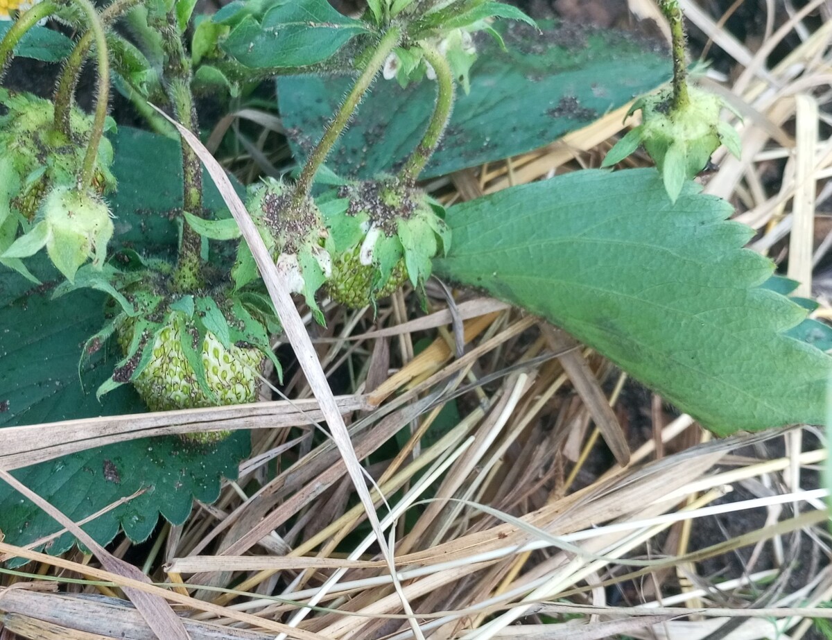 фото автора: мульчирование сухой травой вокруг кустков с садовой земялникой 