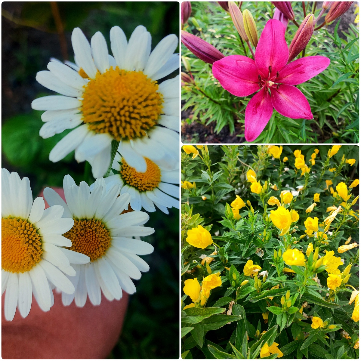 Фотография автора канала "Симфония уютного быта"