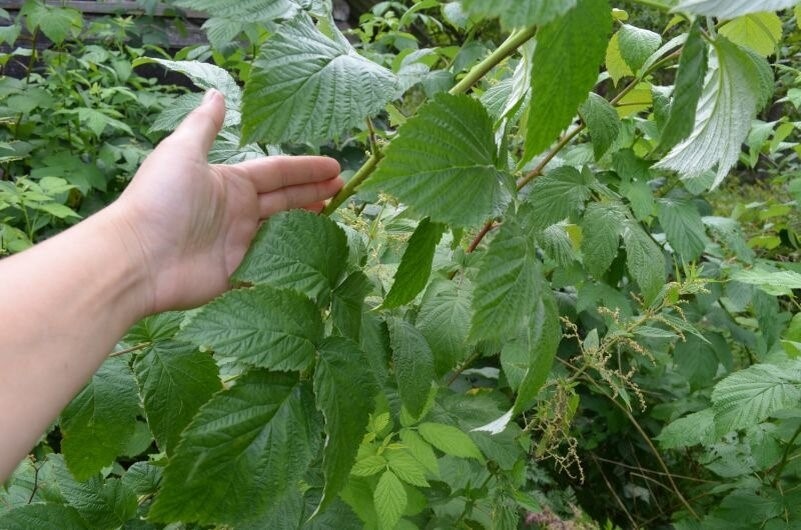 Любимая подкормка малины в конце июня для роста крупных ягод