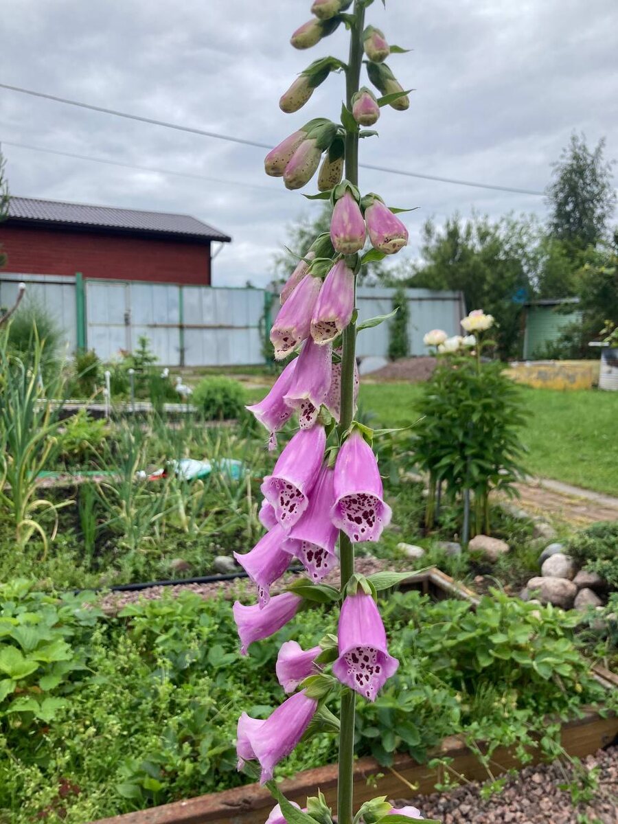 Фото от дочери. На даче. Наперстянка ах хороша! 😇🤗