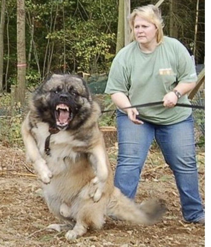 Яндекс.Картинки