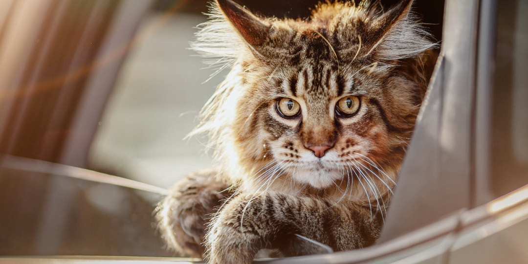 Да кому он нужен?