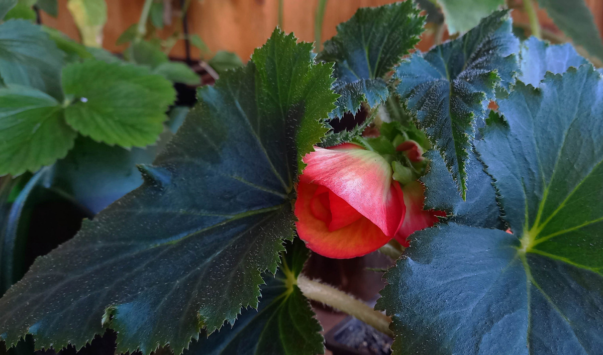 Бегония "Санглоу". Фото автора