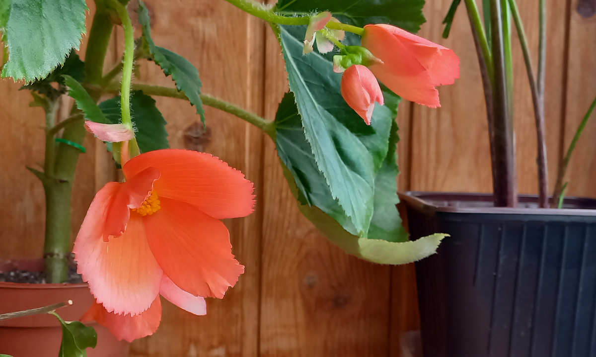 Бегония. Фото автора