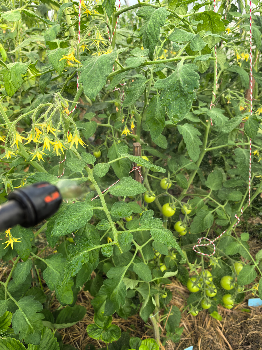 Томаты в теплице 