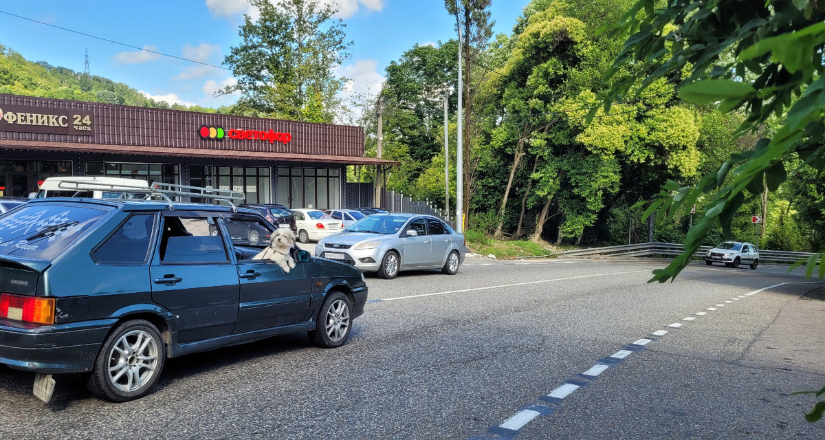 Любопытная собака на серпантине в Сочи