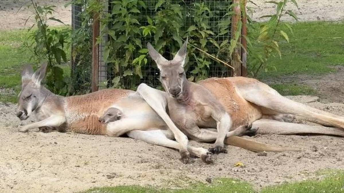    Фото: Пресс-служба Челябинского зоопарка