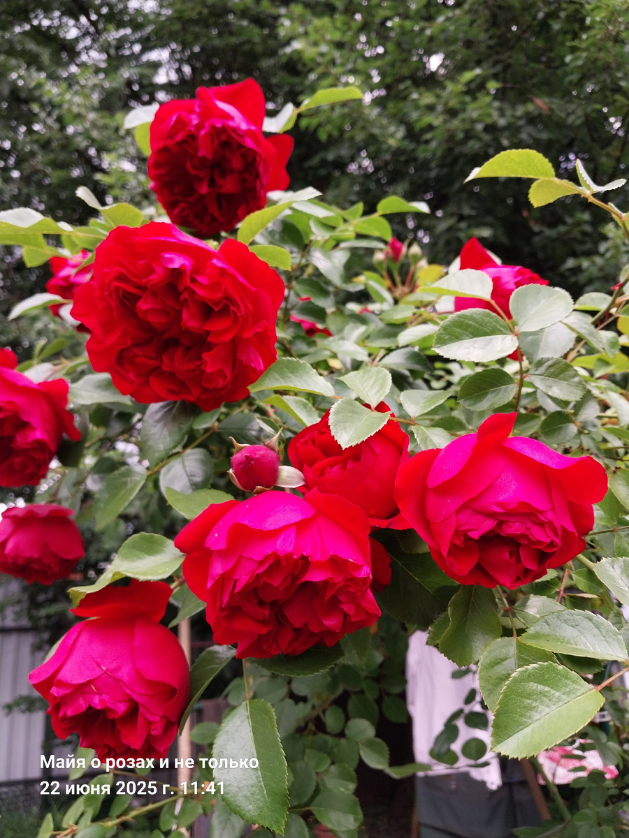 Флорентина 