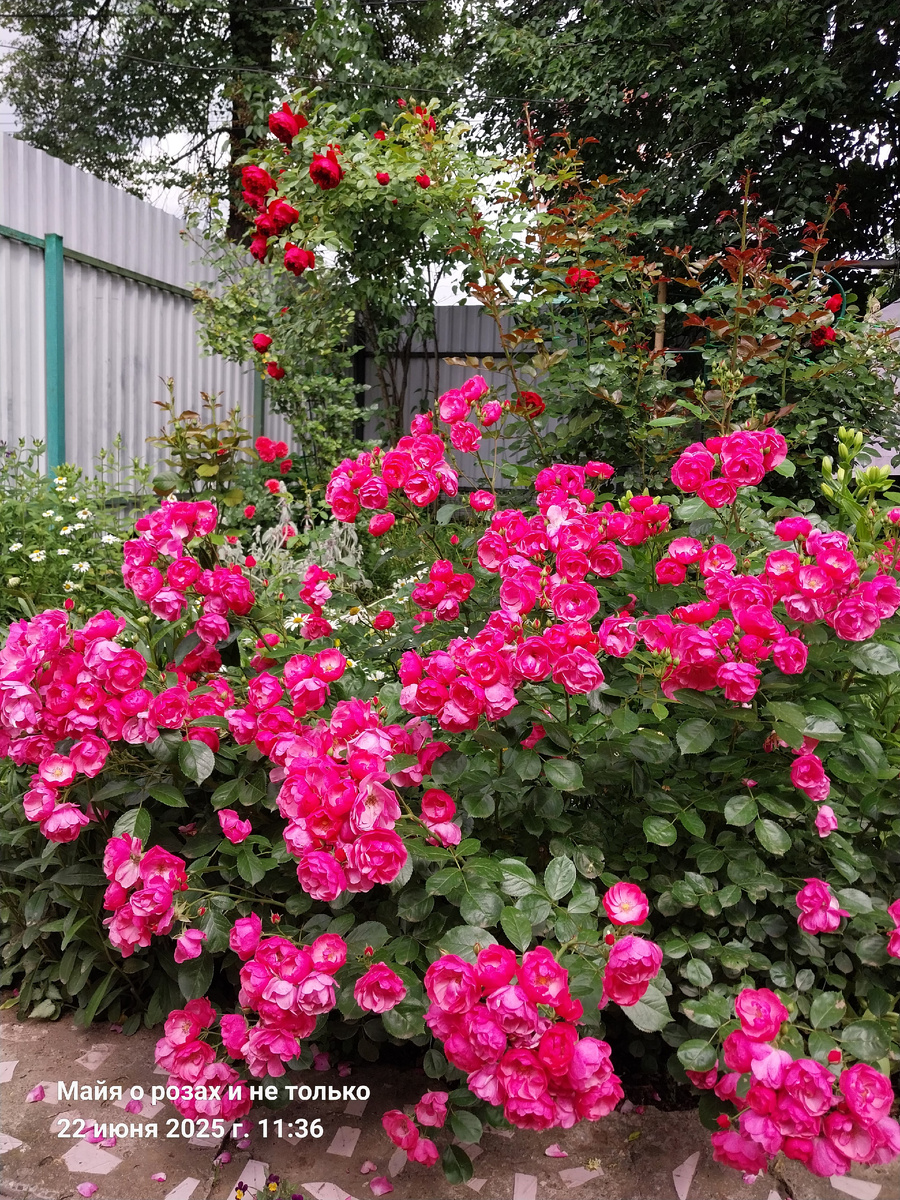 Ангела и Флорентина 