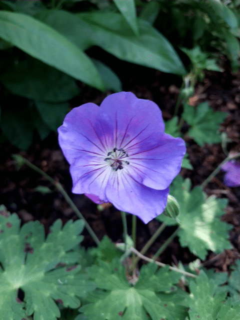 Более реальный цвет