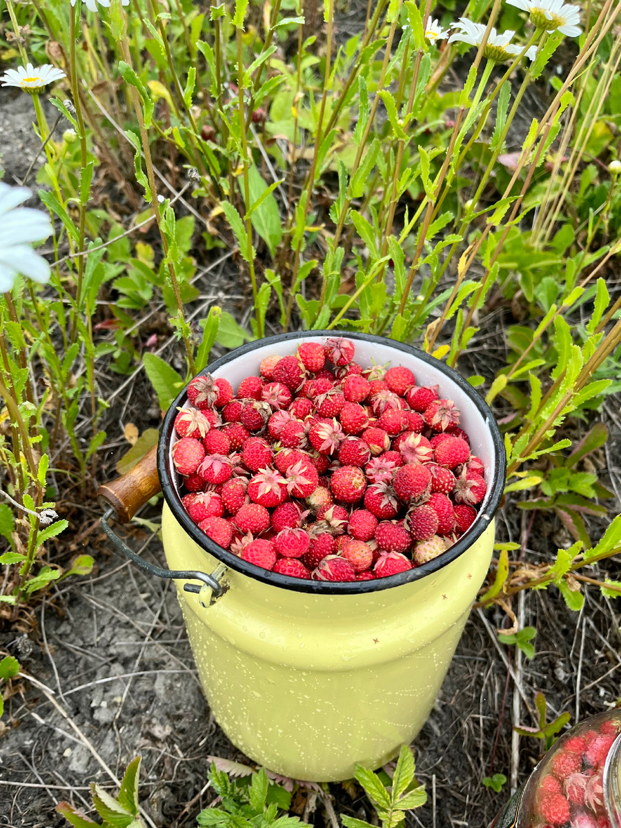 Фото автора, клубника – тоже🤫