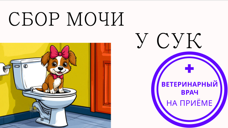 Лайфхаки: как собрать мочу суке