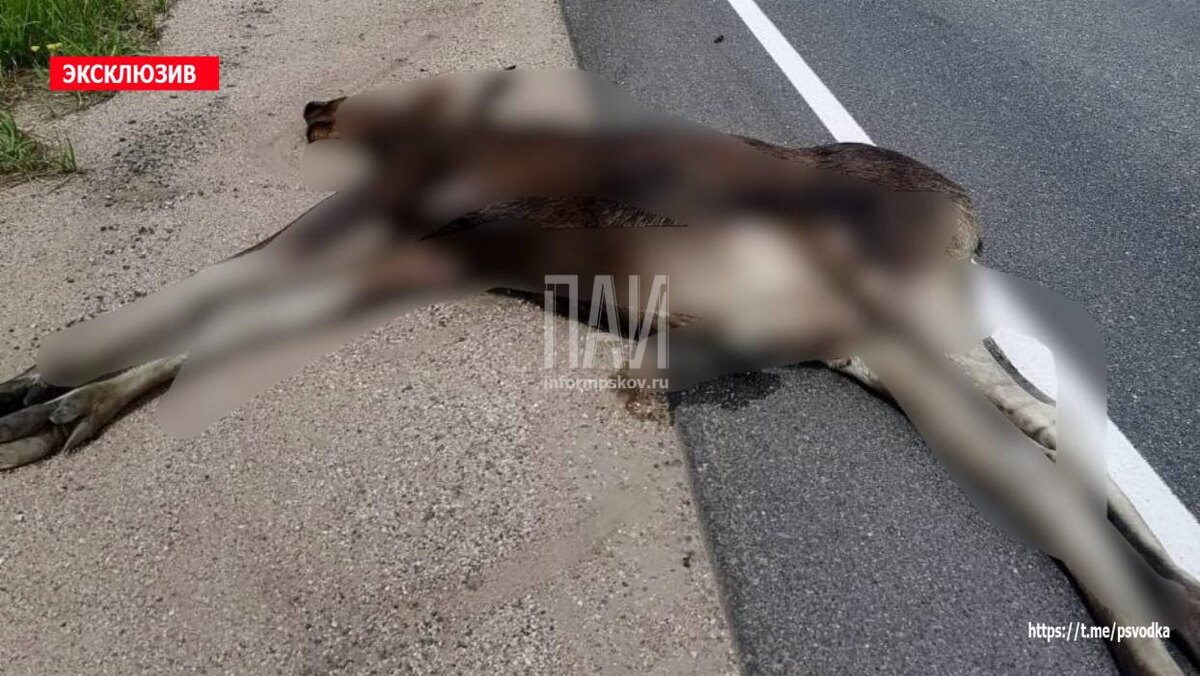 ДТП с лосём
Фото: Telegram-канал «Псковская сводка. ПАИ»