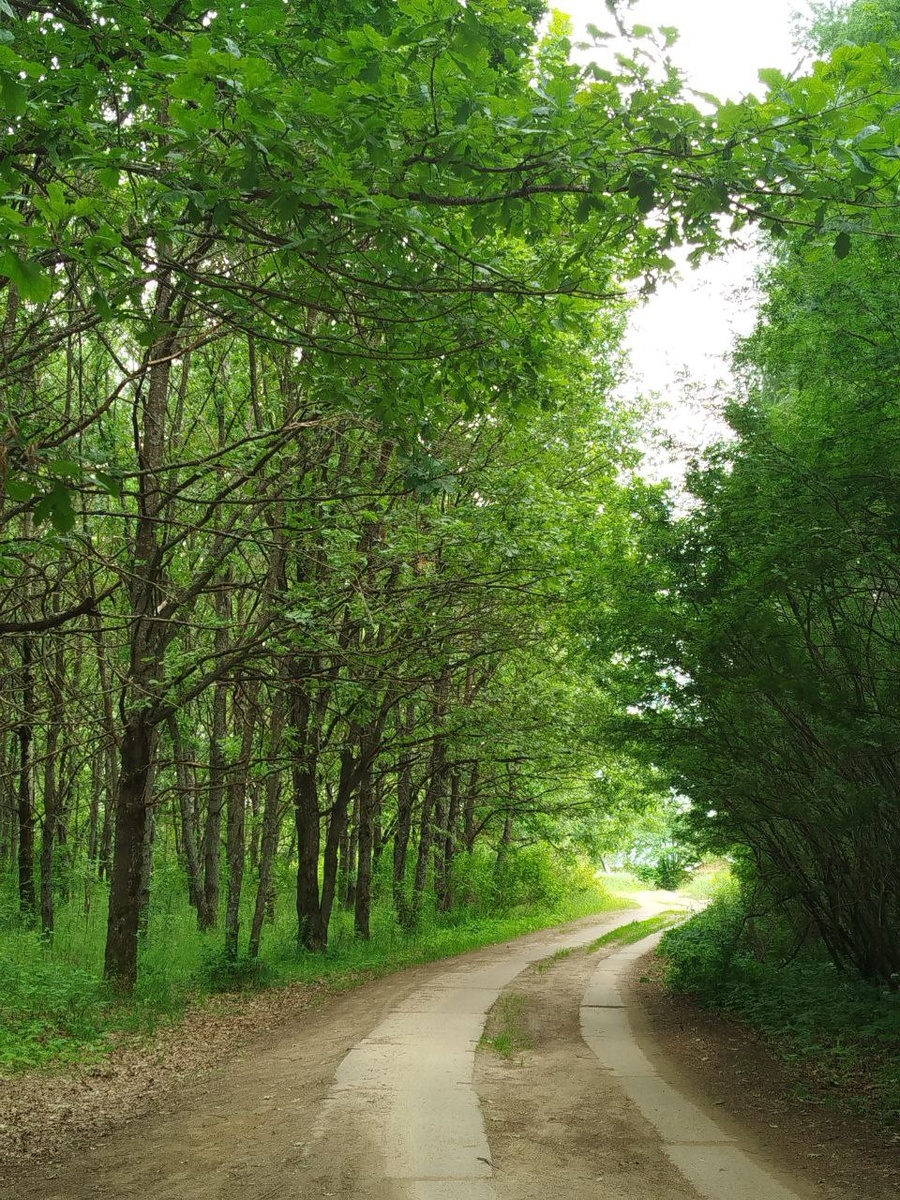Костромской дендропарк
