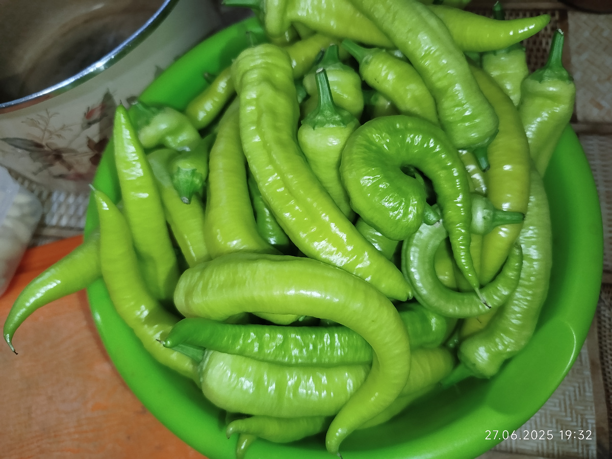 Мой перец весом 1,240 кг