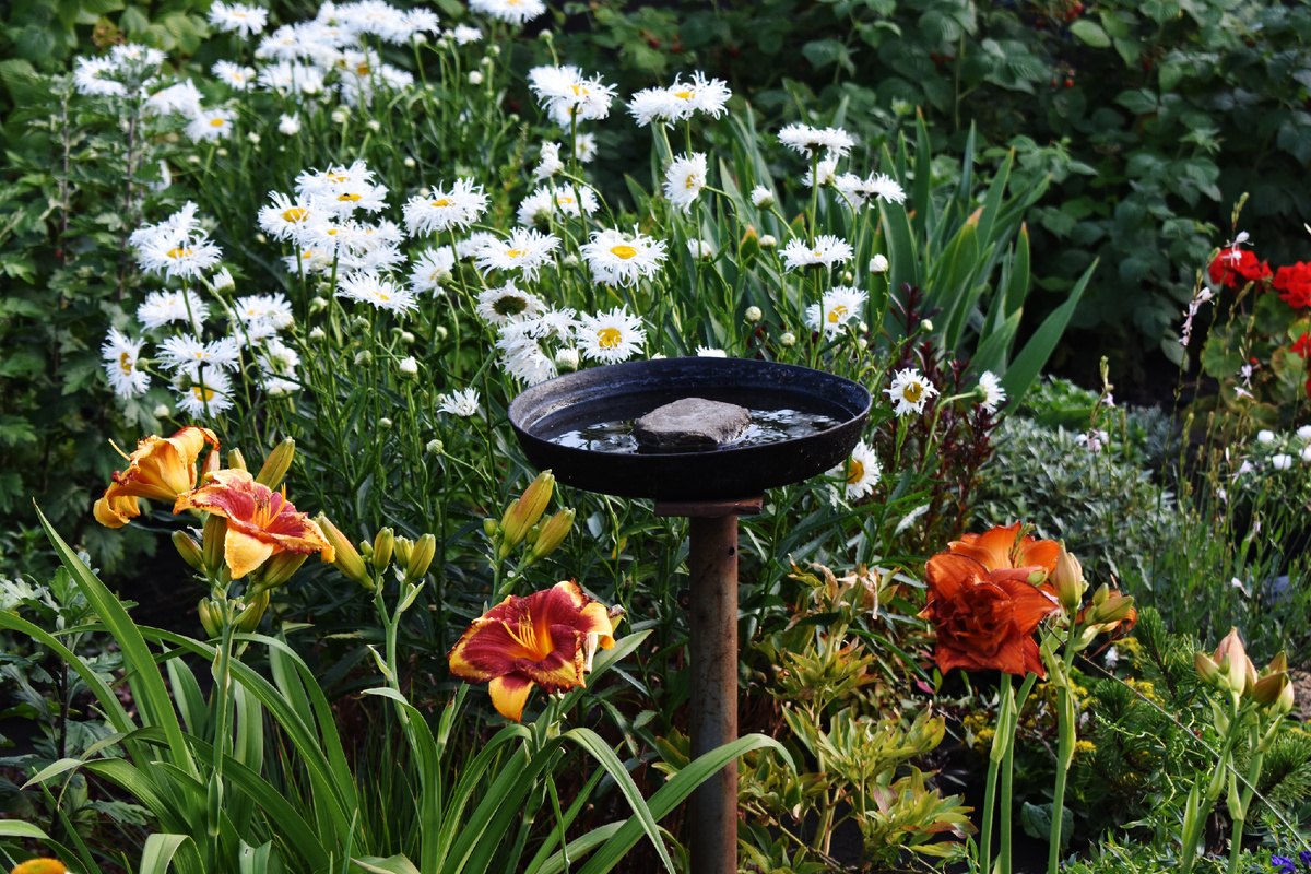 Лилейник "Ledgewoods Firecracker" слева.