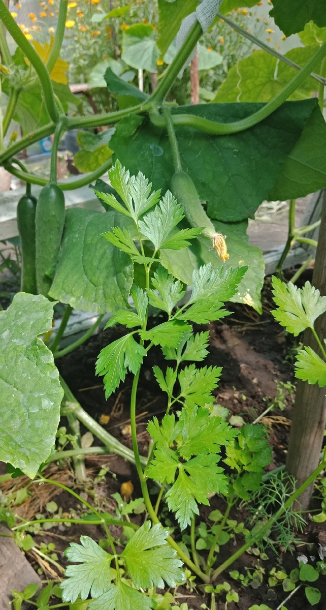 уплотнение петрушкой