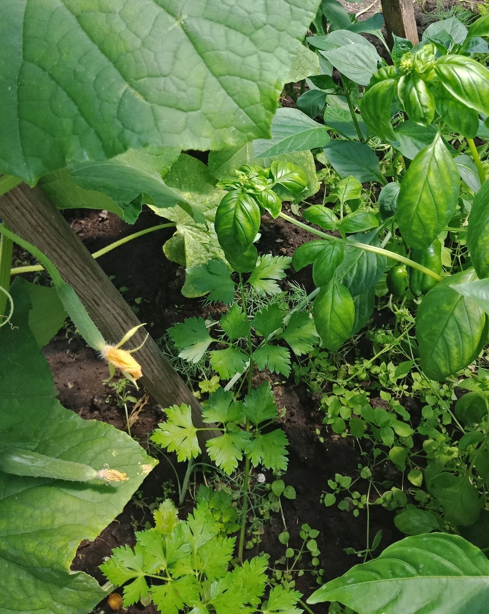 петрушкой и зеленым базиликом