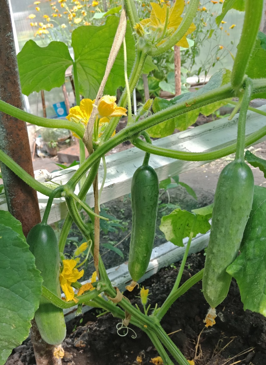 Зозуля, первых два огурчика уже сняты с плети (без меня успели)