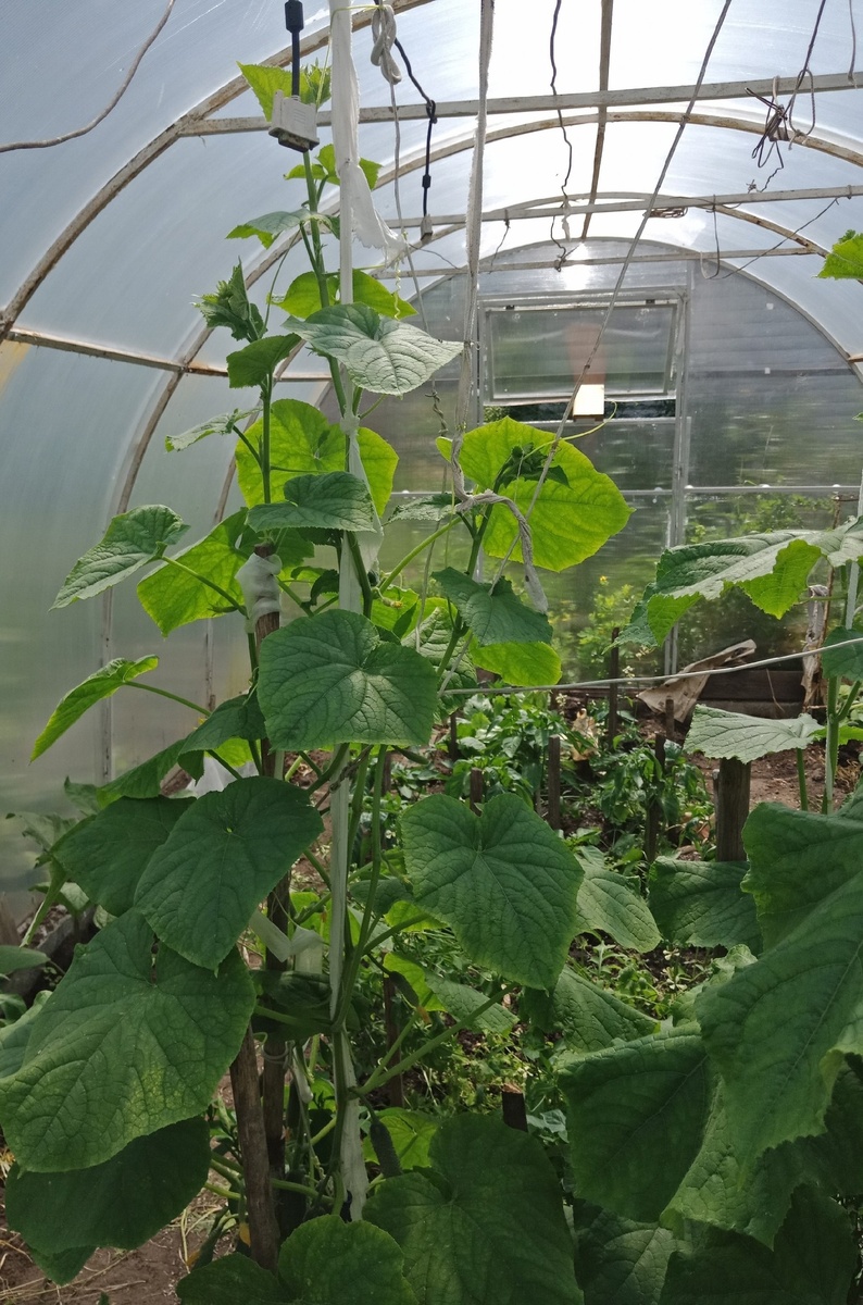 общий вид в теплице