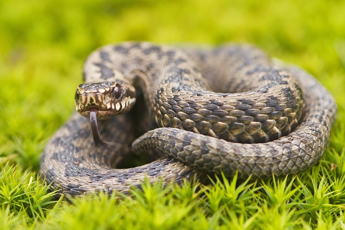 На фото гадюка обыкновенная, самая опасная змея Ленинградской области. 