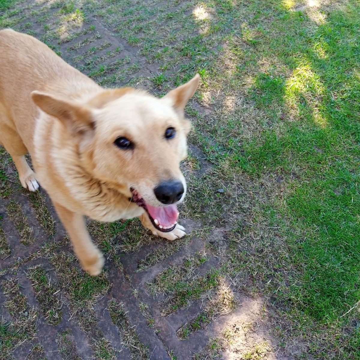 Дразник Хозяйку что бы бегала за Ним. Эх Мухтар
