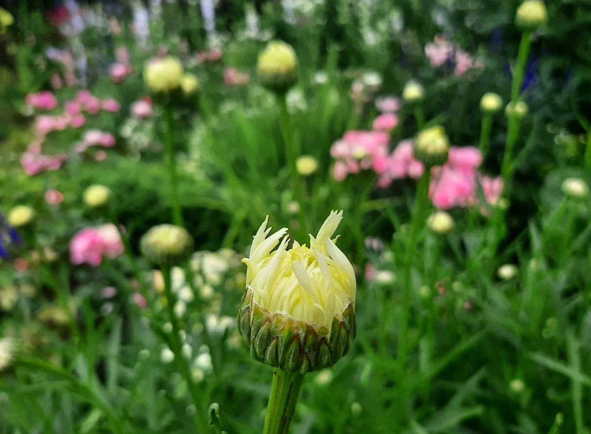 Трепетный момент роспуска