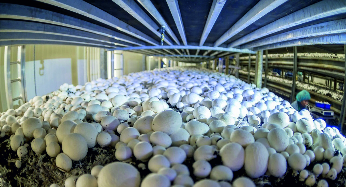 Грибная ферма