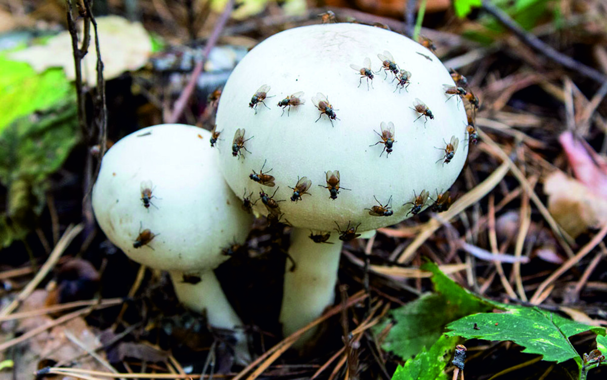 Грибные мушки