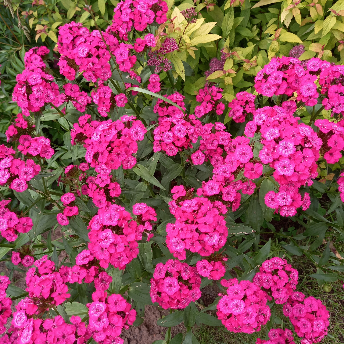 Турецкая (бородатая) гвоздика