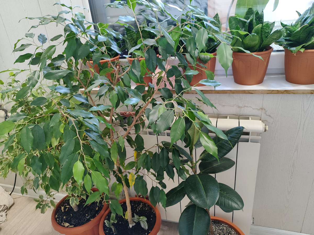 Раздолье для нашей Машеньки