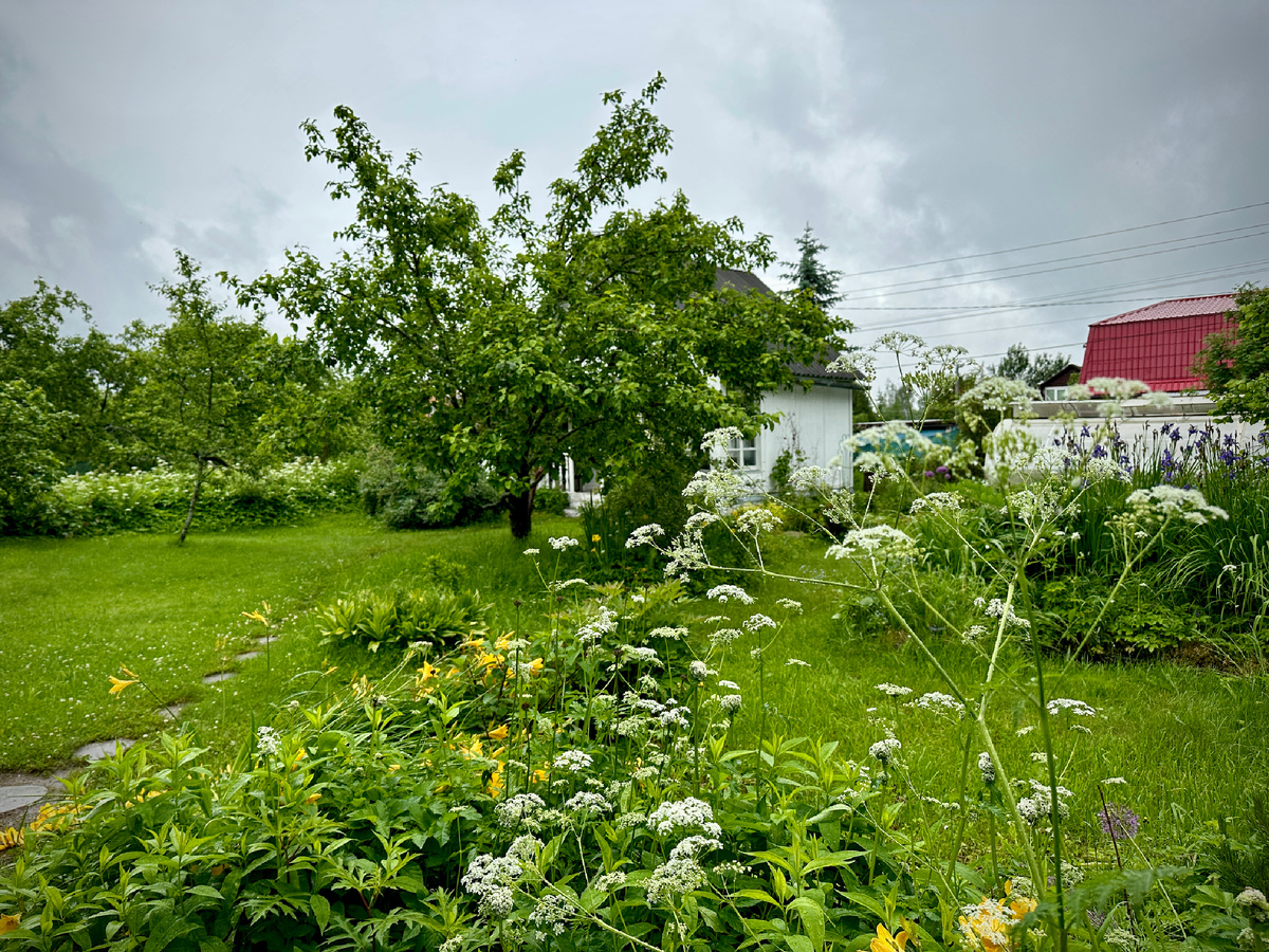 Купырь и сныть