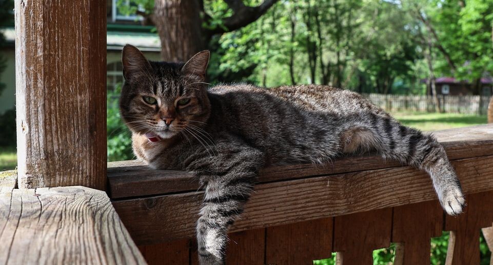    Юбилейный фестиваль «Мелиховская весна» в Чехове / Медиасток.рф