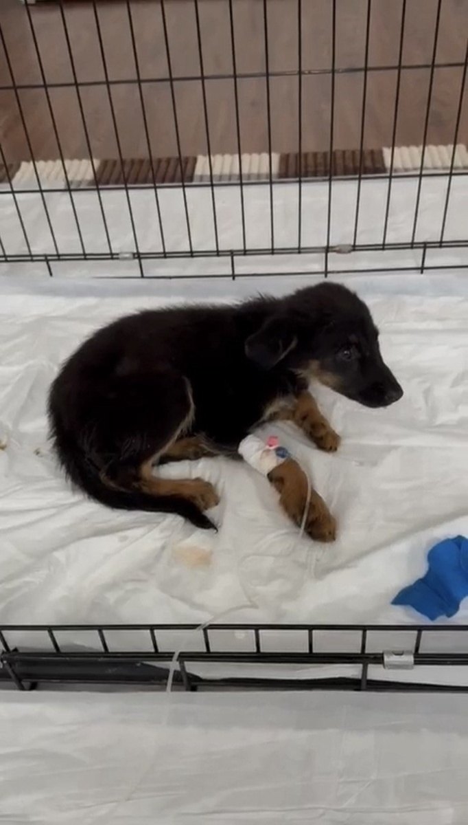 Пытаемся выходить малышку Молнию. Фото из архива автора