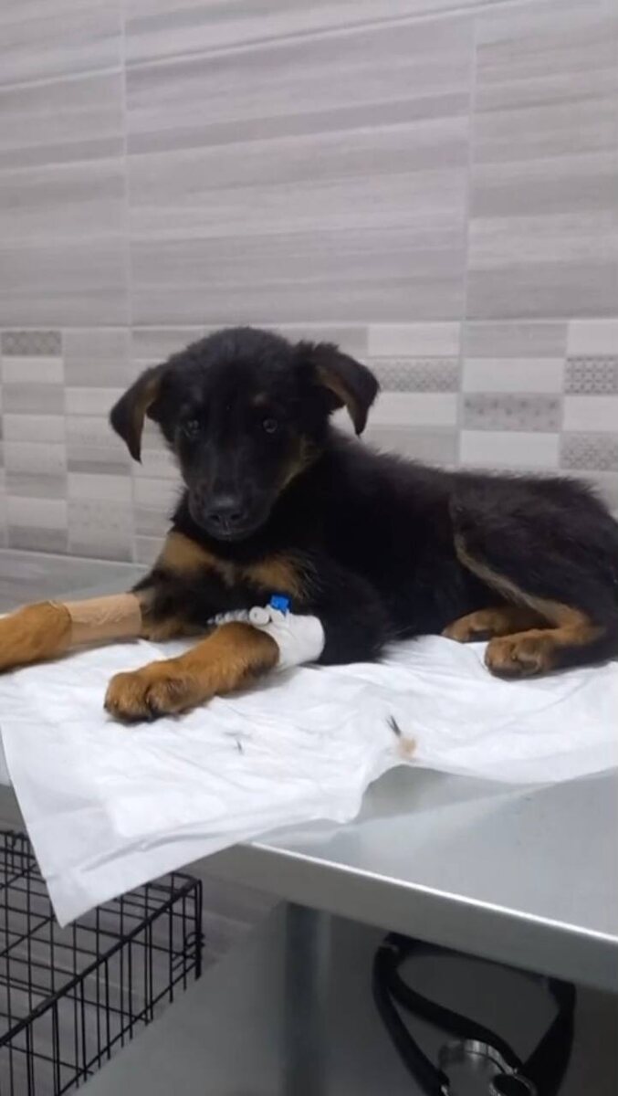 На приеме у ветеринара. Фото из архива автора