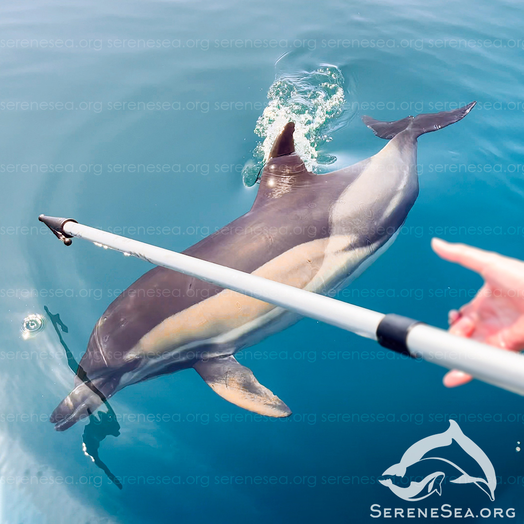 Если что - на фото нет жестокости и убийства - напротив, это попытка освободить белобочку от лески