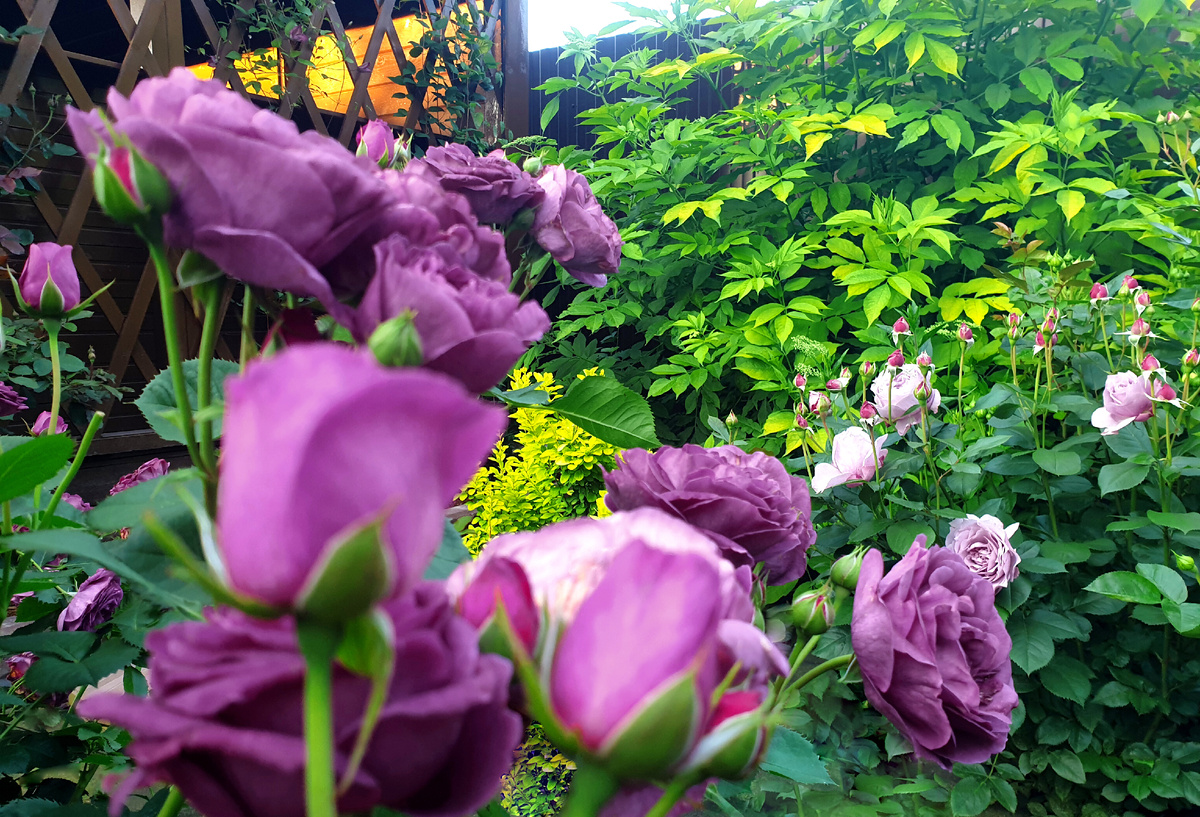 На переднем плане Минерва. На заднем Новалис.