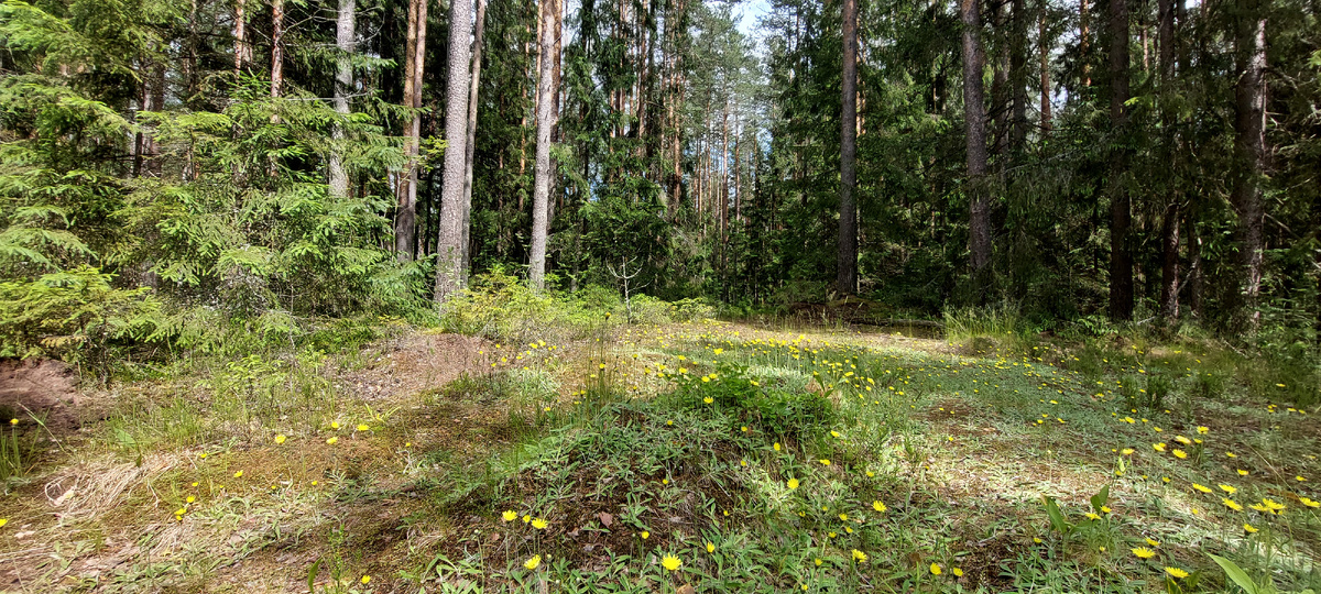 Развилка лесных дорог