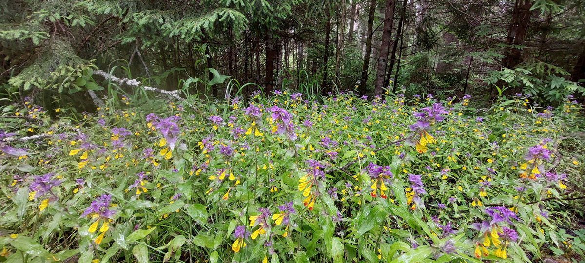 Иван-да-Марья