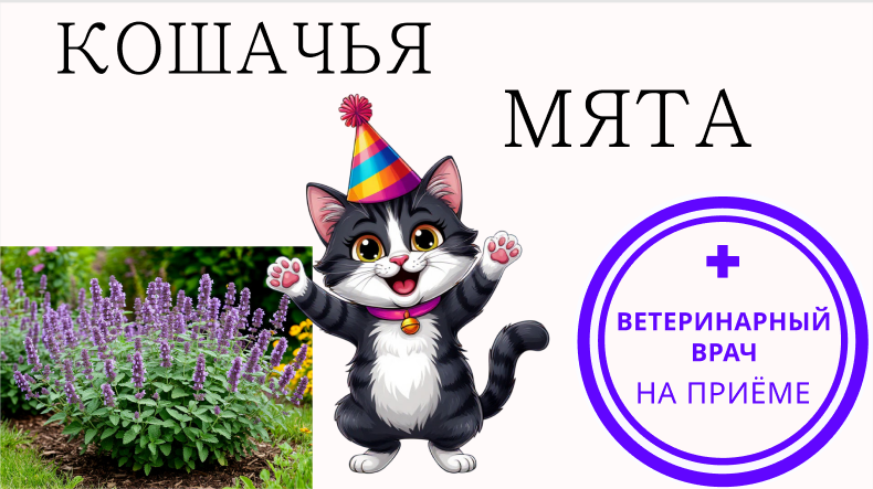 Кошачья мята, валериана и серебристая лоза: вред и польза для кошек