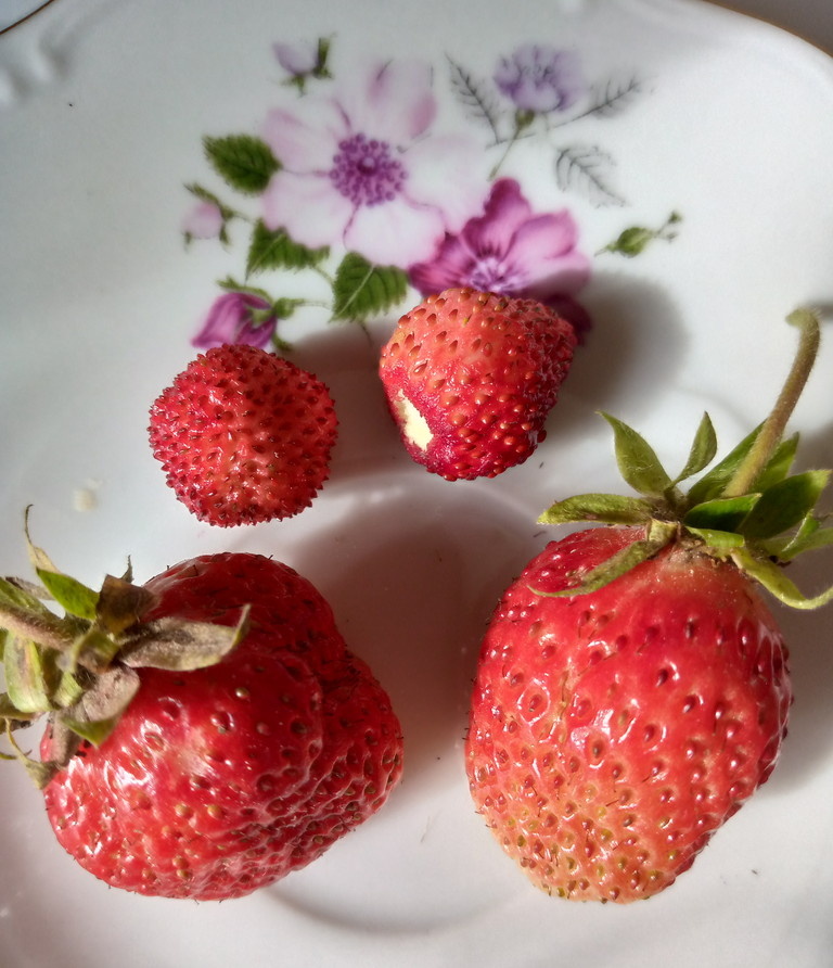 Первый урожай😋