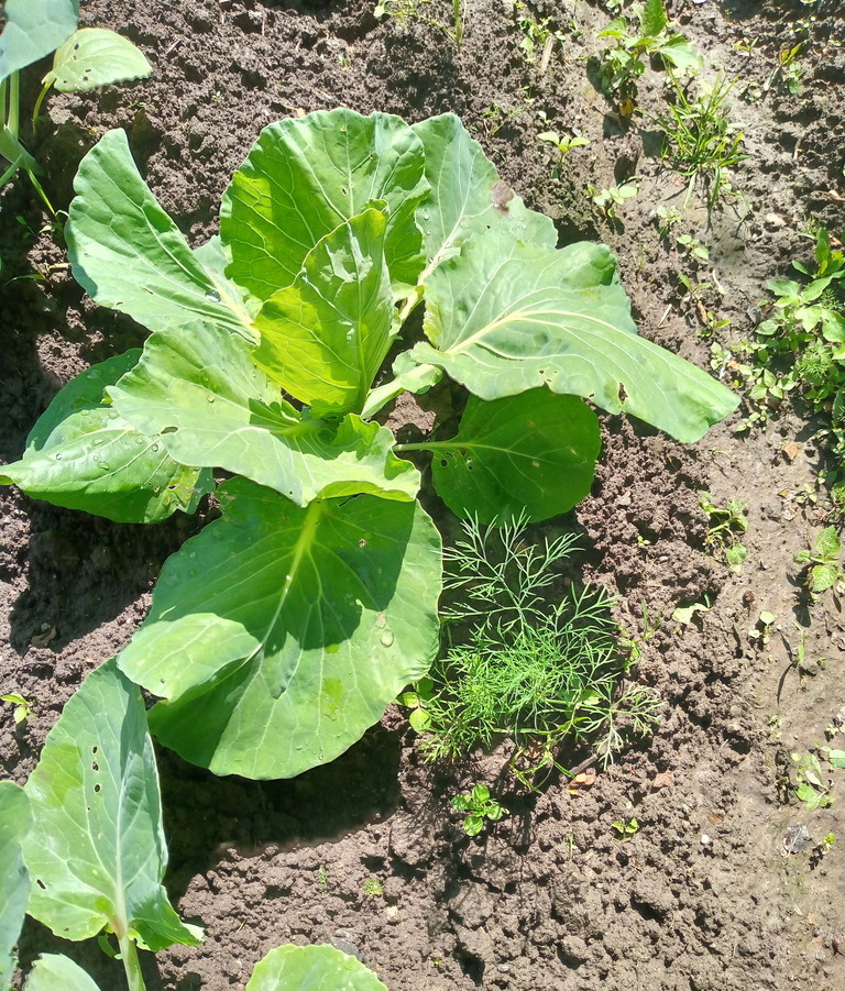 Такая капуста. Уже кто-то жрёть. Надо интавиром сбрызнуть